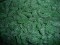Cadbury Fresha Spearmint Leaves (The 1st picture of this Confectionery)